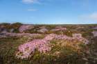 Norway, Svalbard. Moss campion pink wildflower close-up. Art Print